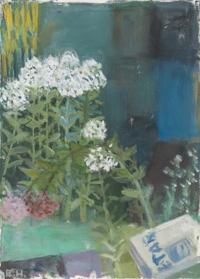 Phlox
